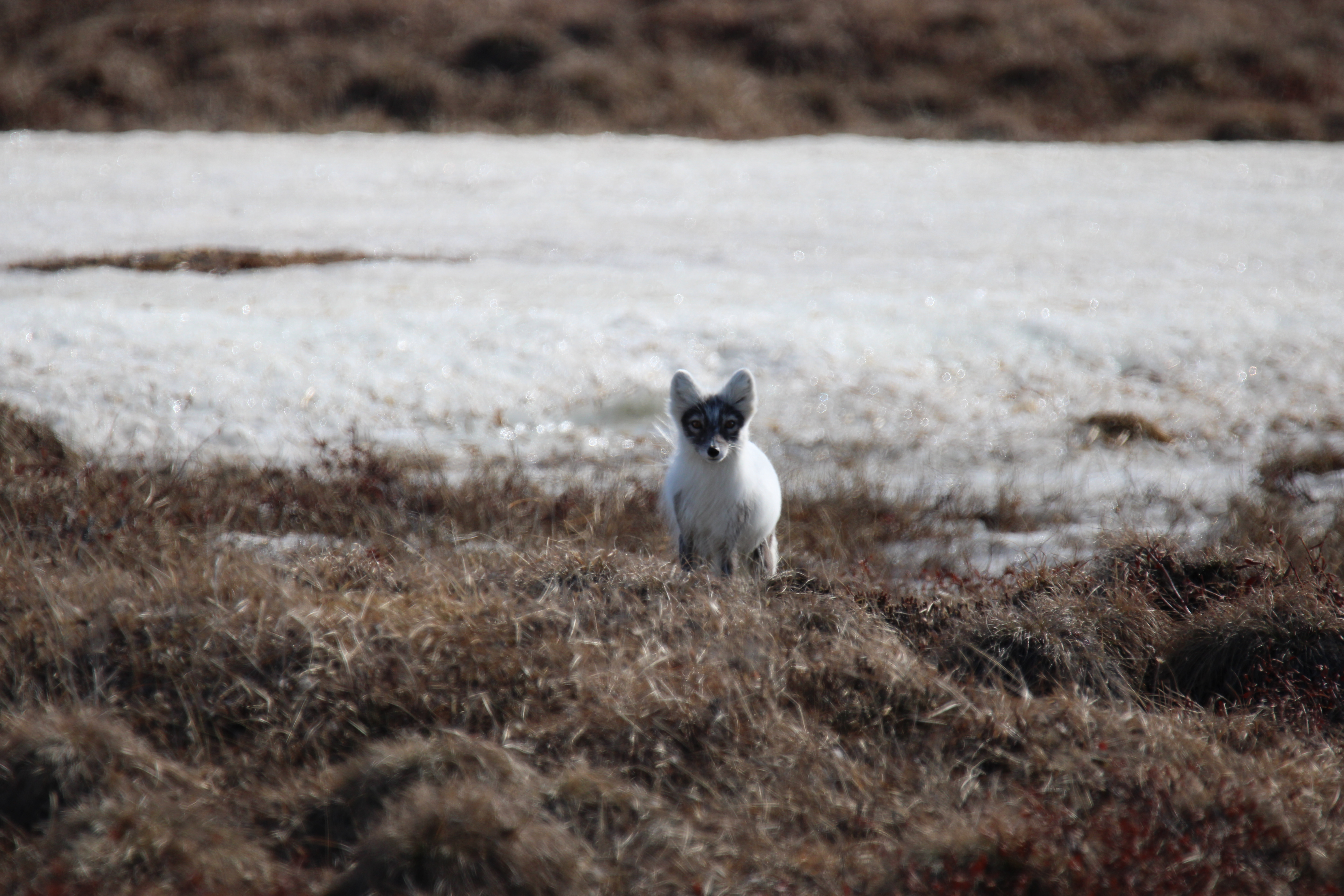 Arctic Fox